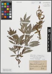 Foto von Salix alba L. x Salix fragilis L.